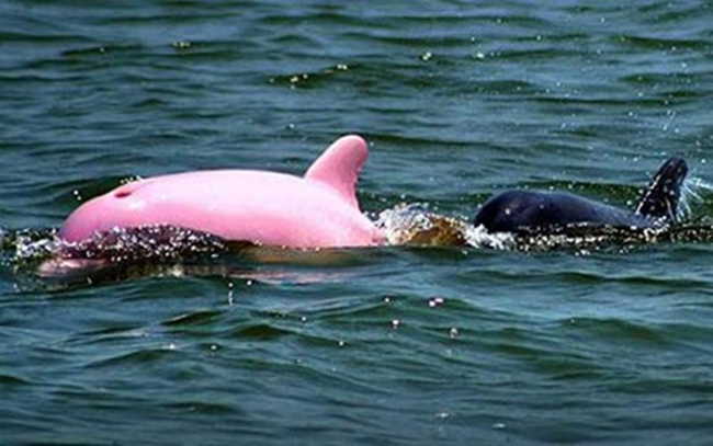 Con cá heo bạch tạng màu hồng duy nhất trên thế giới đã được phát hiện tại một hồ nước mặn ở Mỹ.